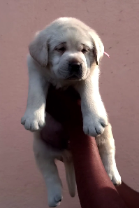 Buy Male Labrador Retriever Puppy from Goa